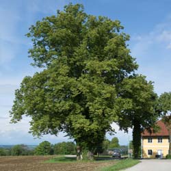 Lime, small-leaved